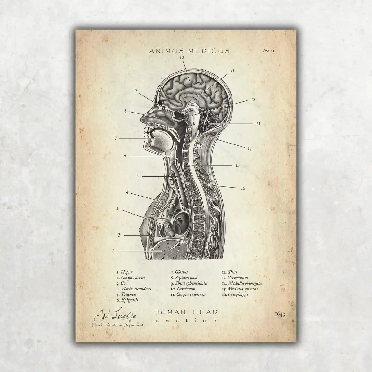 Thorax Anatomie - Animus Medicus GmbH