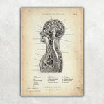 Thorax Anatomie - Animus Medicus GmbH
