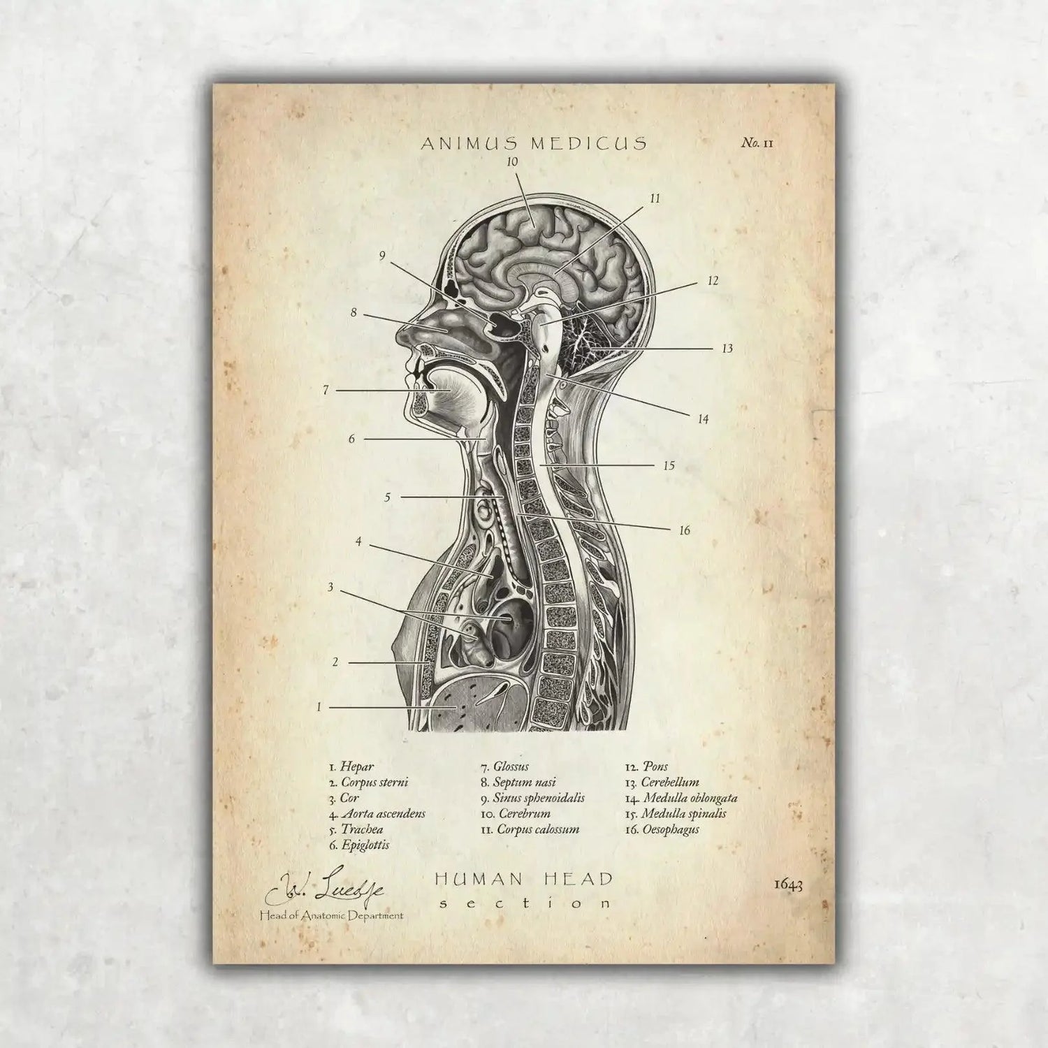 Thorax Anatomie - Animus Medicus GmbH