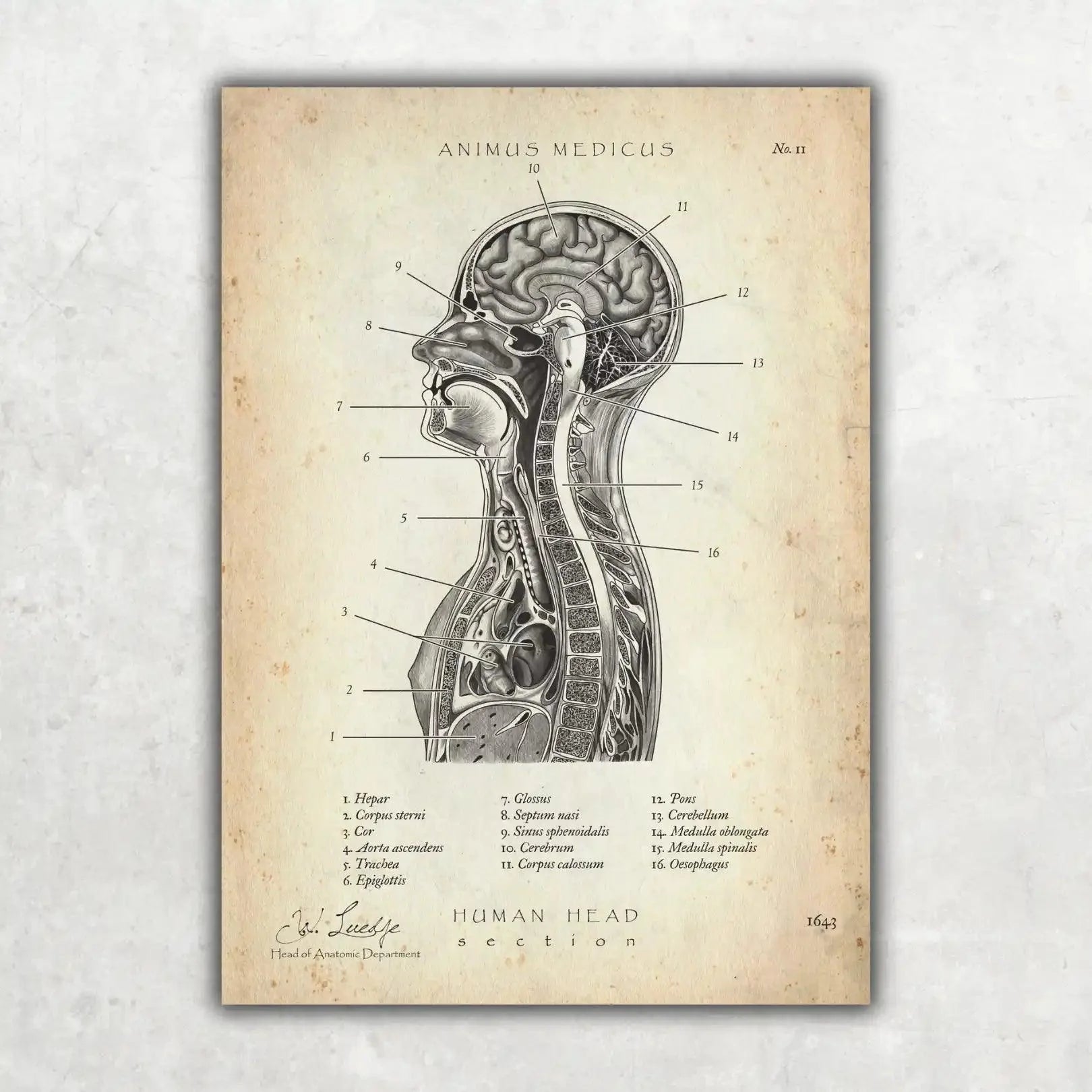 Thorax Anatomie - Animus Medicus GmbH