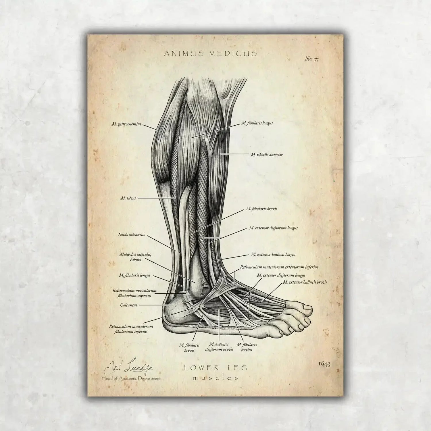 Foot Anatomy Collection