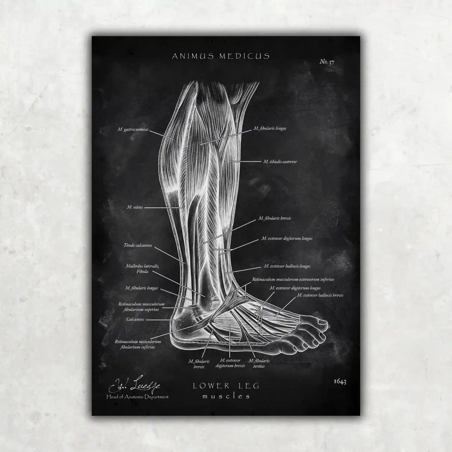 Foot Anatomy Collection - Chalkboard