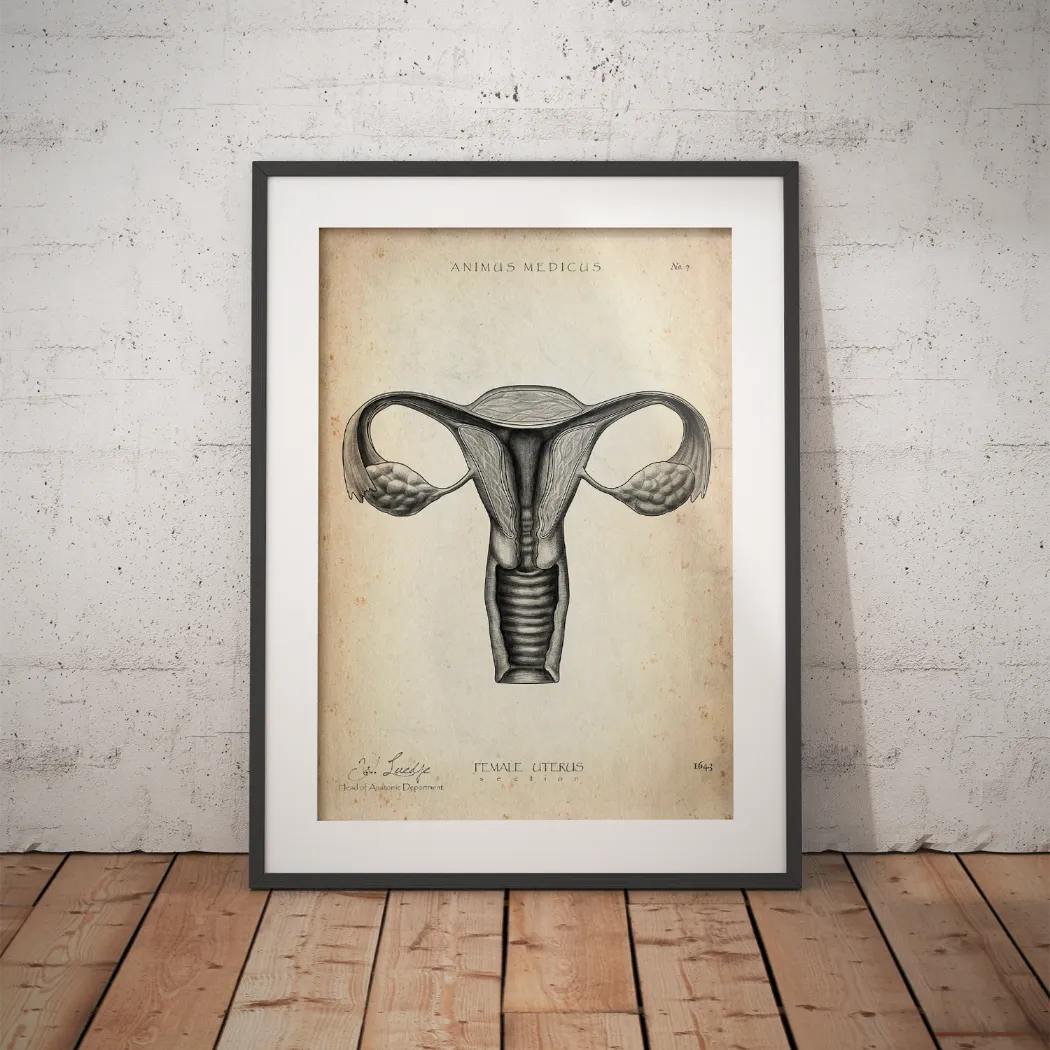 Anatomy of the Uterus