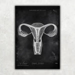 Uterus Anatomie - Chalkboard - Animus Medicus GmbH