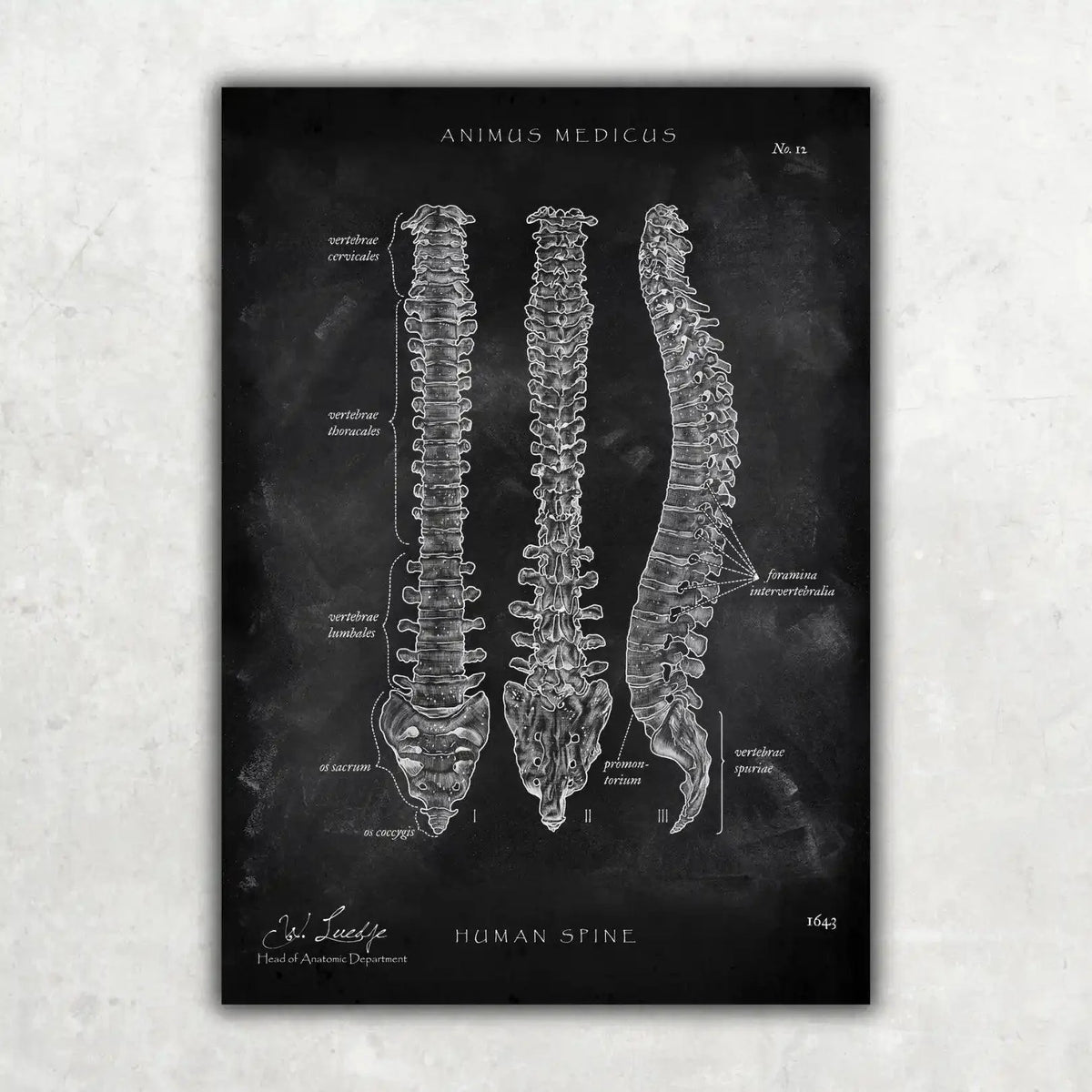 Wirbelsäule | Aufbau und Anatomie - Chalkboard - Animus Medicus GmbH