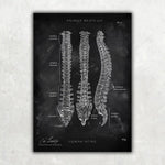 Wirbelsäule | Aufbau und Anatomie - Chalkboard - Animus Medicus GmbH